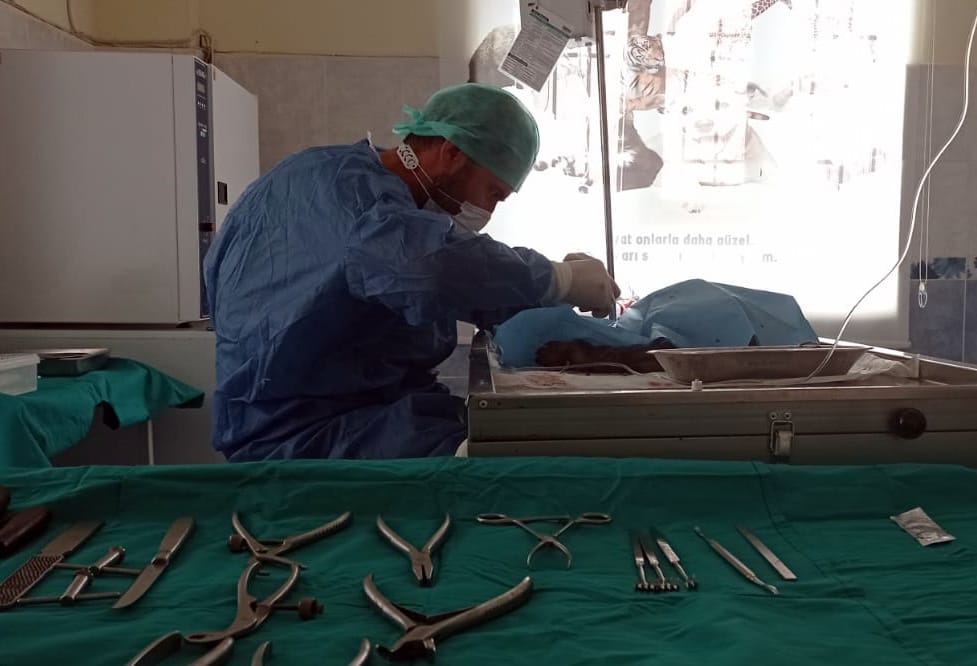 Mardin’deki rehabilitasyon merkezinde 831 sokak hayvanı tedavi edildi