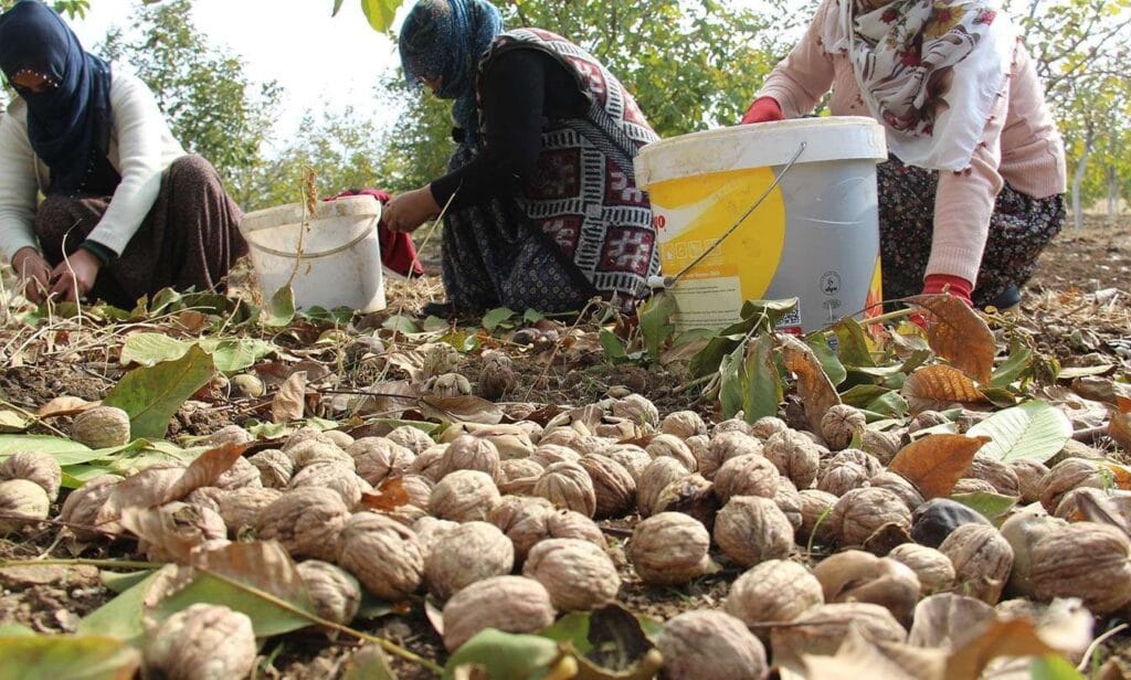 Diyarbakır’da ceviz hasadı