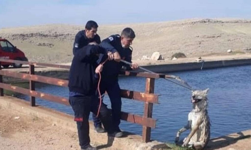 Nusaybin’de sulama kanalına düşen kurt kurtarıldı