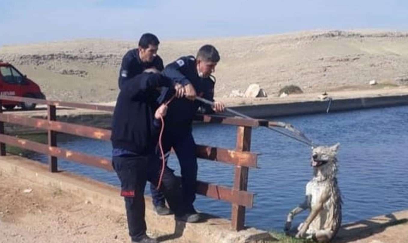 Nusaybin’de sulama kanalına düşen kurt kurtarıldı