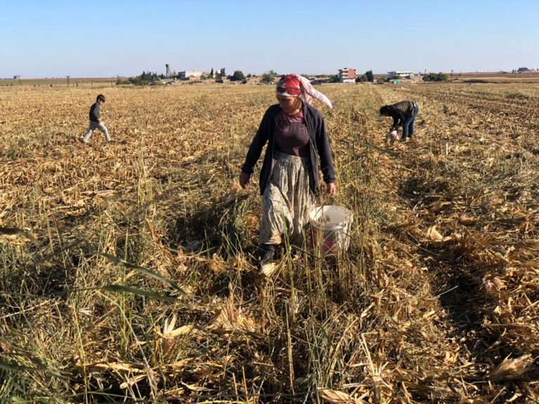 Mardin’de mısır koçanlarını mangal kömürü yapıyorlar