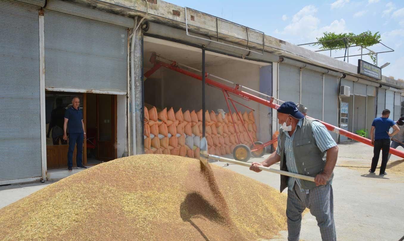 Mercimekte ithalat vergisi düşürüldü, çiftçi  endişeli