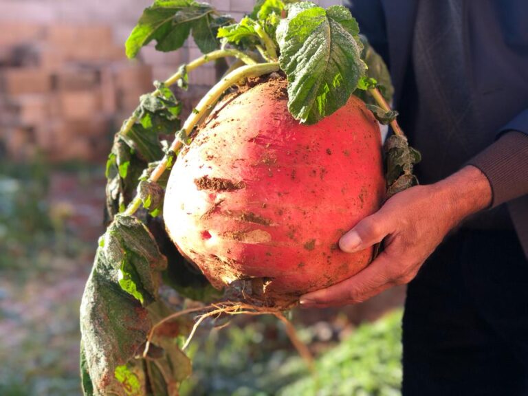 İsveç’ten döndü, Kızıltepe’de yetiştirdiği turp 8 kilo çıktı