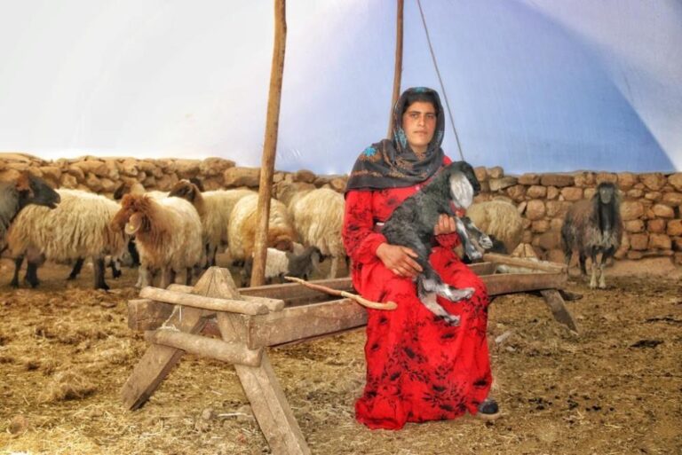 Nusaybin’in kadın çobanı Ayten, kuzulara anne şefkatiyle bakıyor