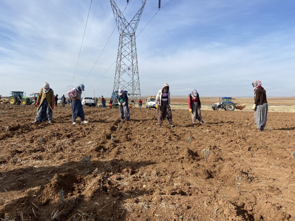 Mardin’de bin dekarlık lavanta bahçesi kuruldu