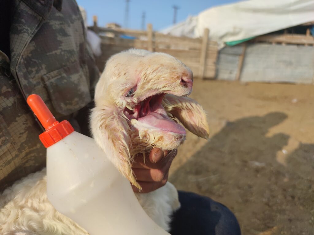 Ağzı kulağına kadar açık kuzu doğdu, biberonla beslenmeye başladı