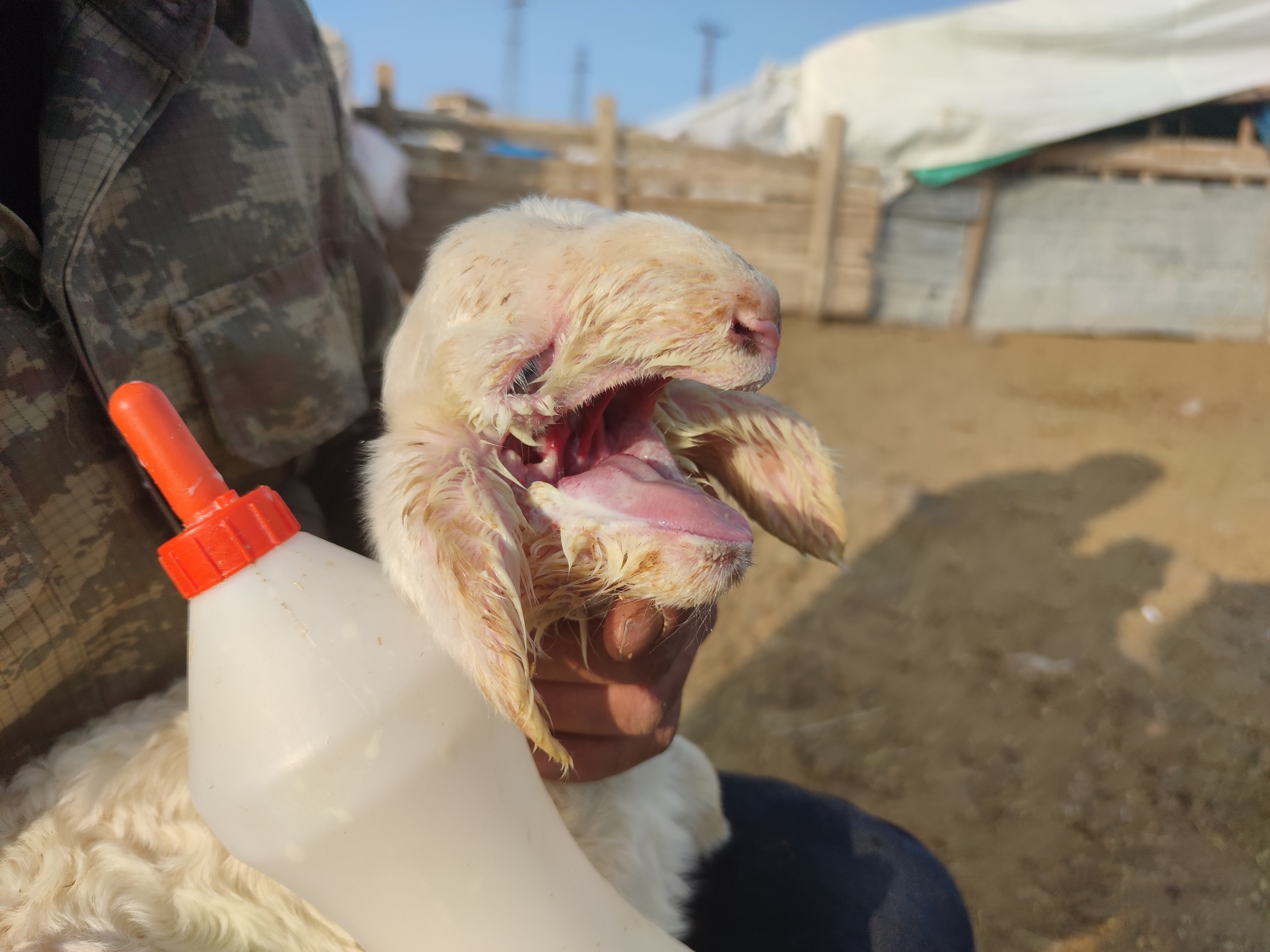 Ağzı kulağına kadar açık kuzu doğdu, biberonla beslenmeye başladı