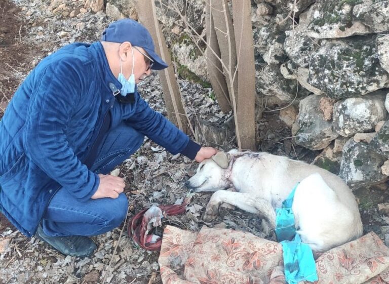 Pompalı tüfekle köpeği vurup kaçtılar