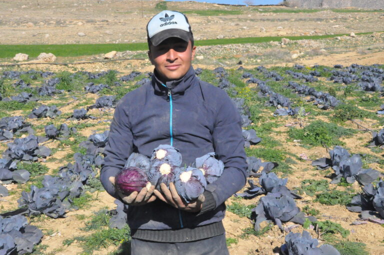 Mardin’de çiftçiler keçi gübresiyle ilk defa karalahana yetiştirdi