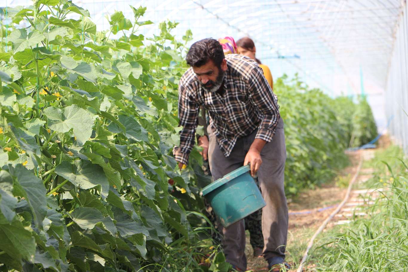 Kızıltepe’de çiftçiler Ramazan Bayramı’nı tarlada geçiriyor
