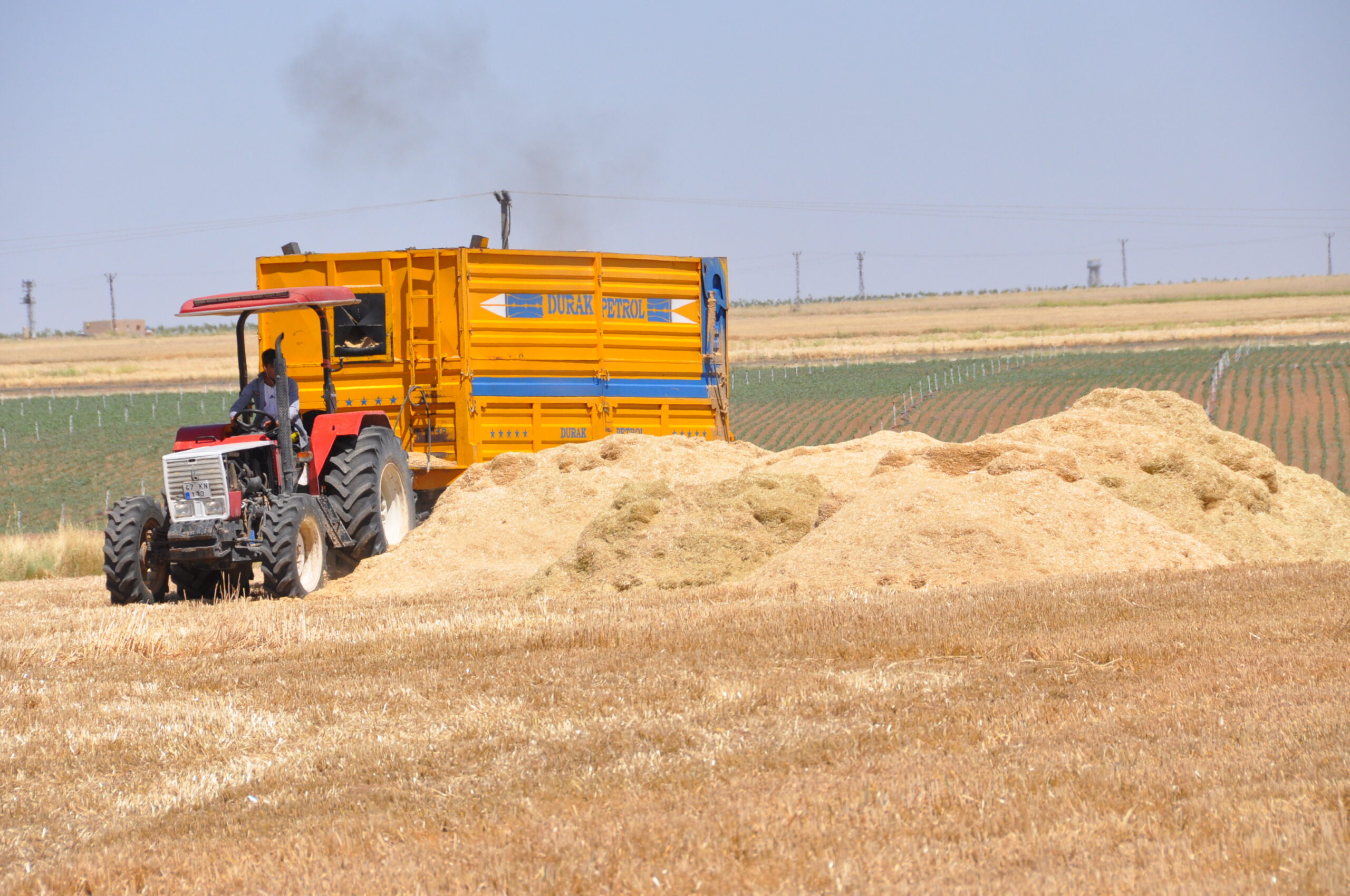 Kuraklık saman fiyatlarını uçurdu… Besiciler kara kara düşünüyor