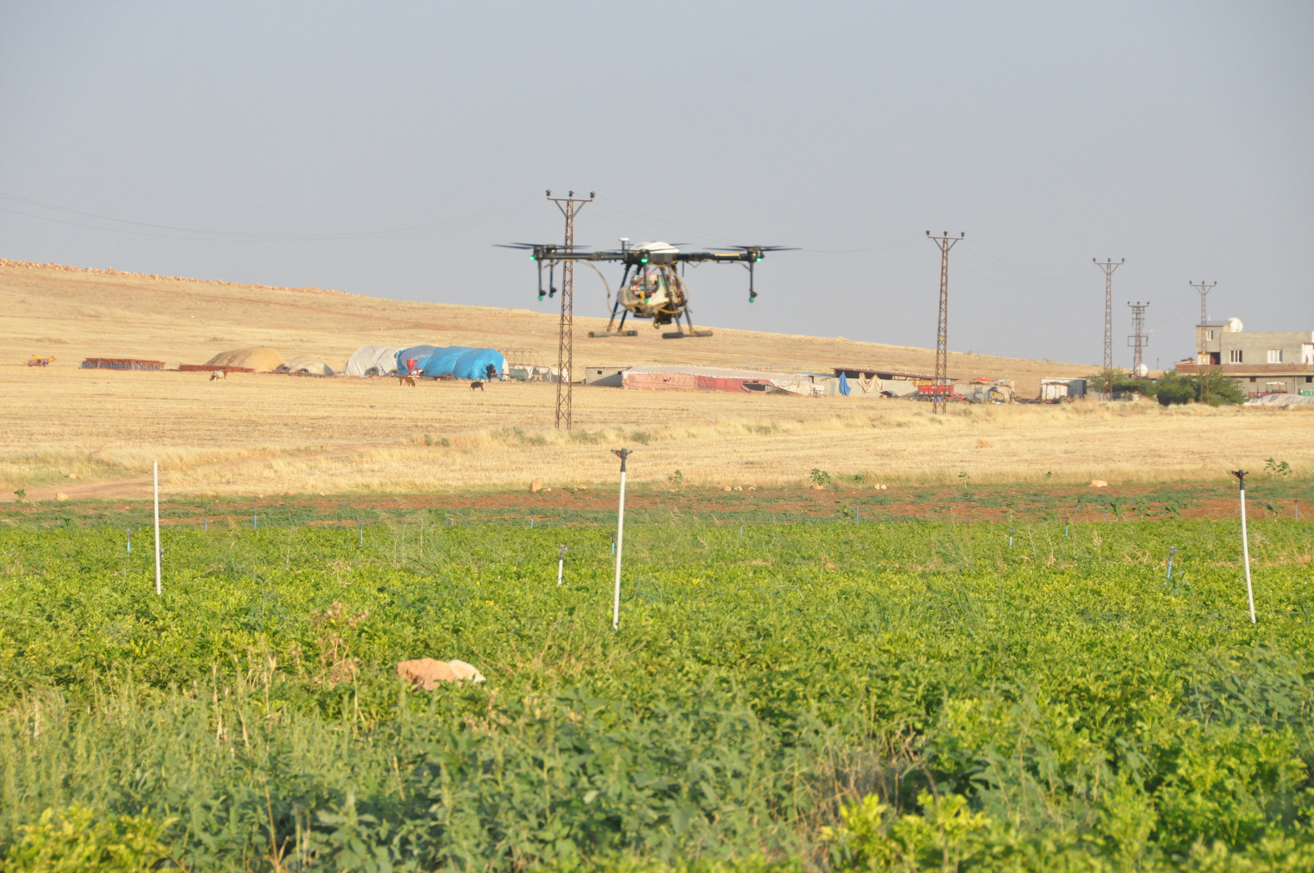 Mardin Ovası’nda 20 bin dönüm arazi drone ile ilaçlandı, 400 ton buğday zayiatı önlendi