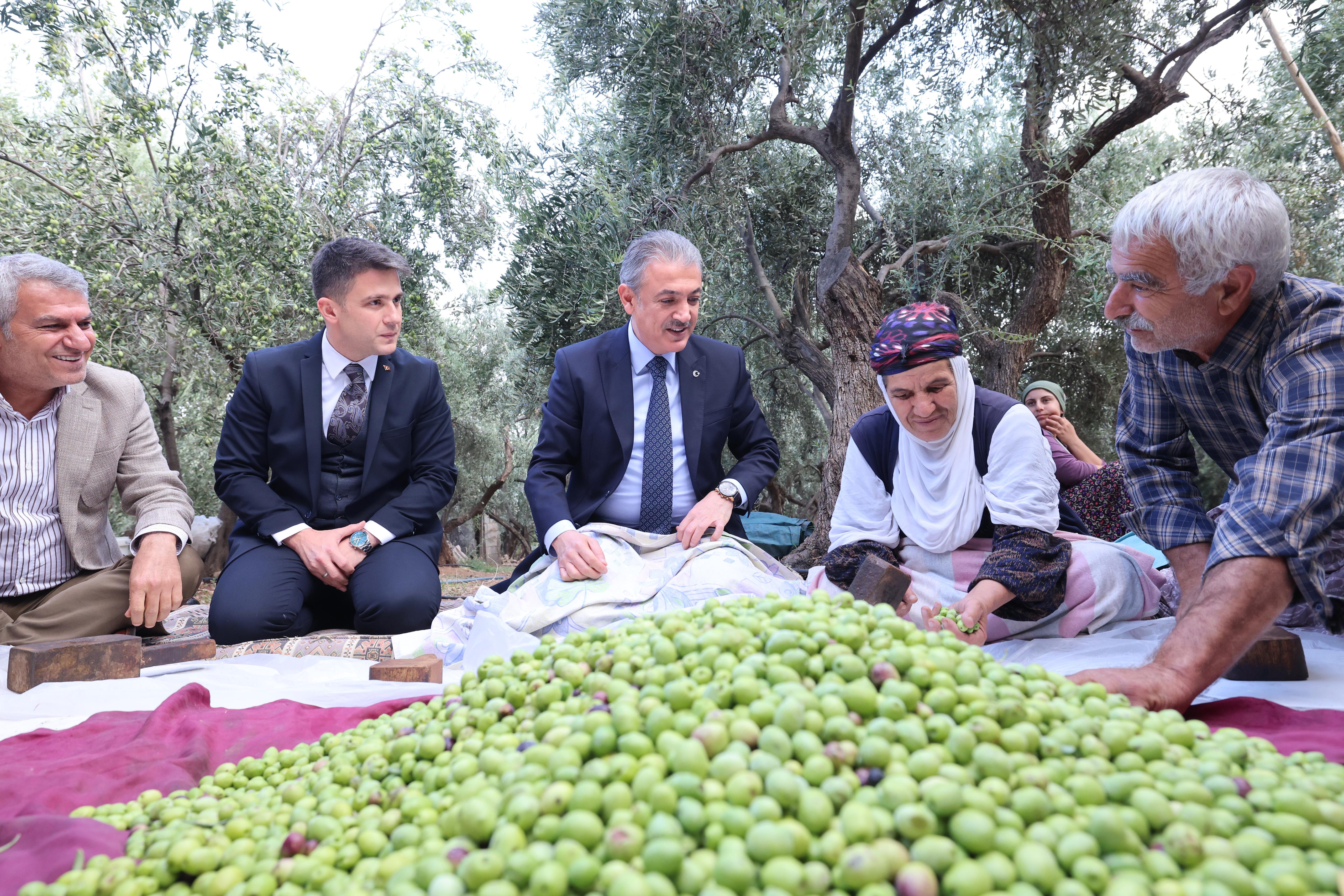 Mardin Valisi Tuncay Akkoyun, Derik’te zeytin hasadında zeytin topladı