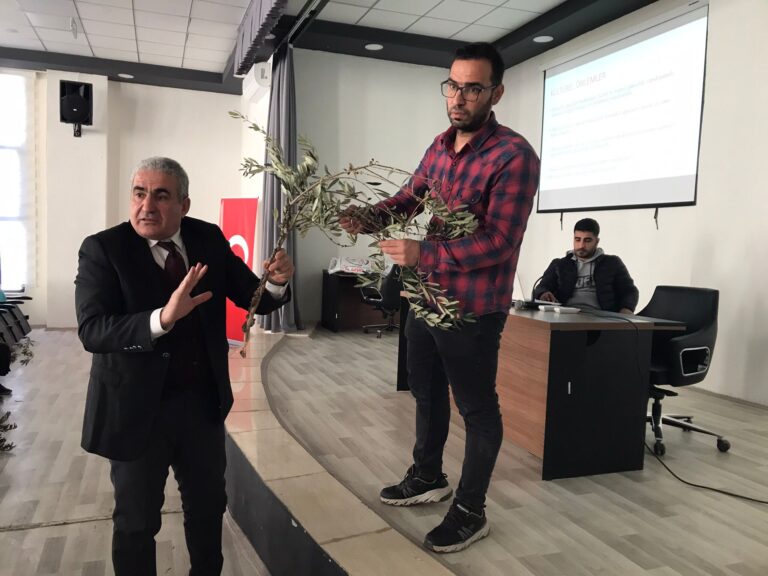Derik’te zeytin üreticilerine kötü haber: Dal kanseri bahçelere bulaştı