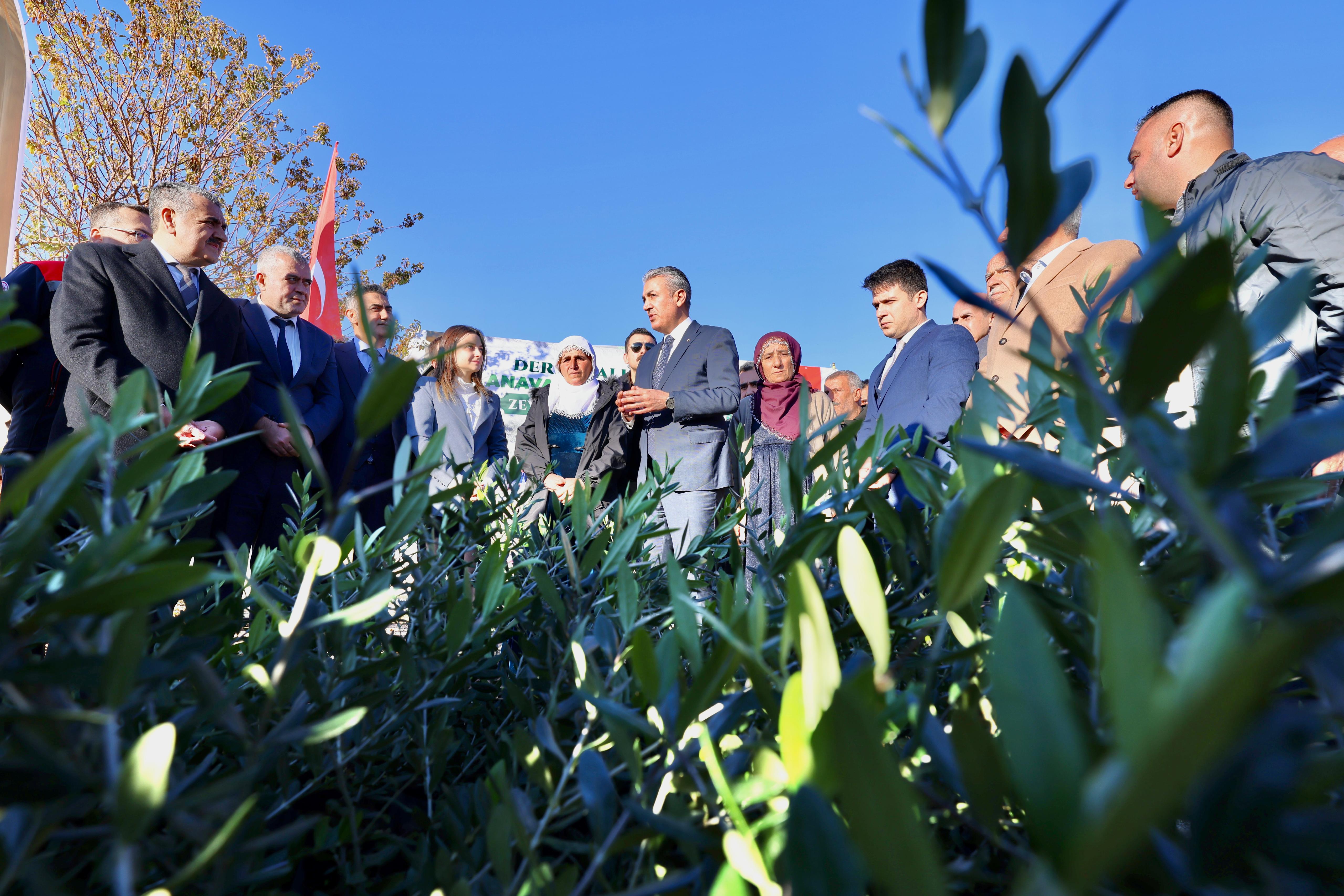 Vali  Akkoyun Derik’te çiftçilere zeytin fidanı dağıttı