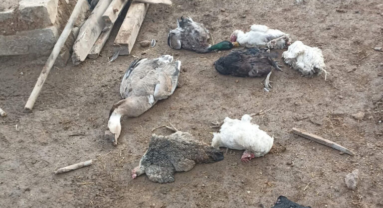 Kızıltepe’de yağmurdan dolayı kümes çöktü: 10’larca tavuk telef oldu