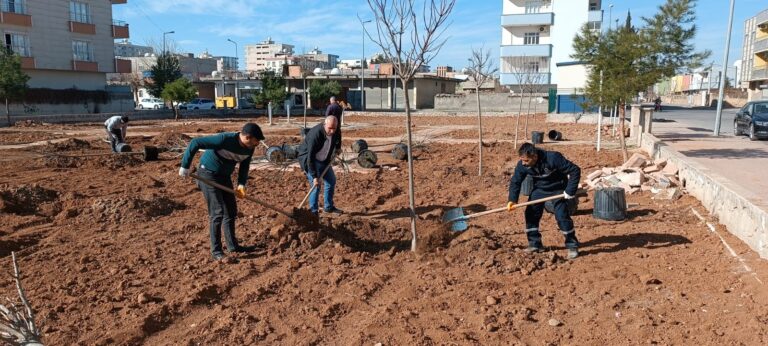 Kızıltepe’de parklara ağaç dikiliyor