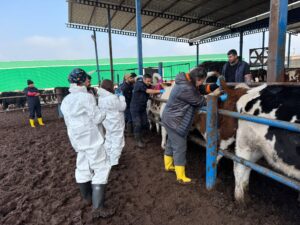 Diyarbakır’da Buzağıların tamamı dişi doğdu!